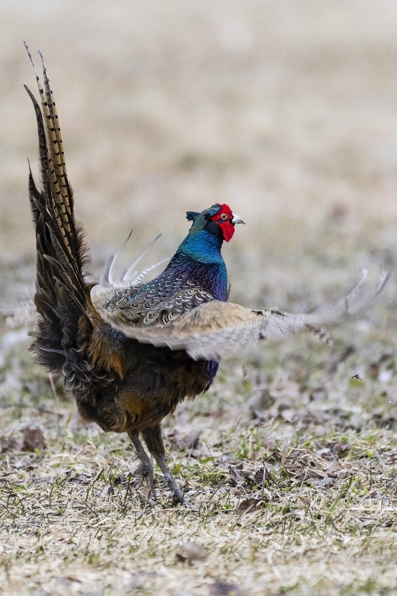 Unexplored Territories